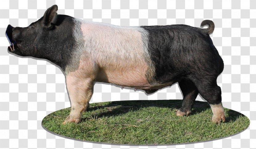 American Paint Horse Ardennes Marwari Domestic Pig - Cattle Like Mammal - Boar Transparent PNG