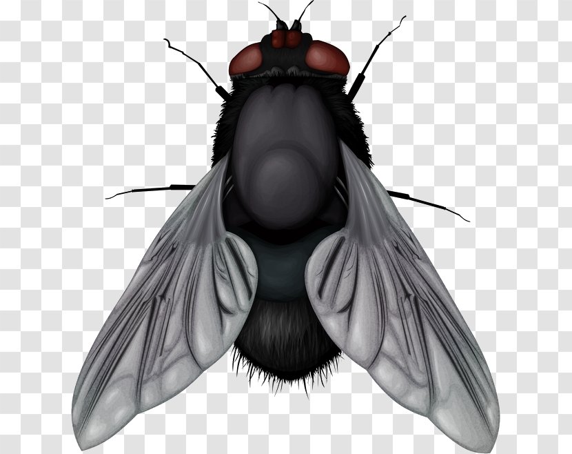 Fly Clip Art - Lossless Compression - Image Transparent PNG