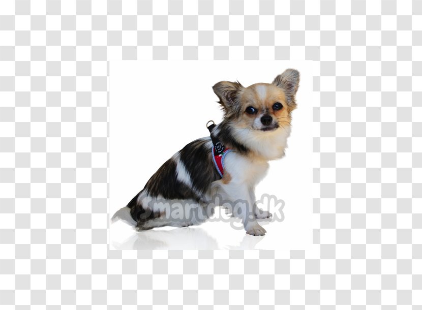 Chihuahua Puppy Dog Breed Companion Toy - Carnivoran Transparent PNG