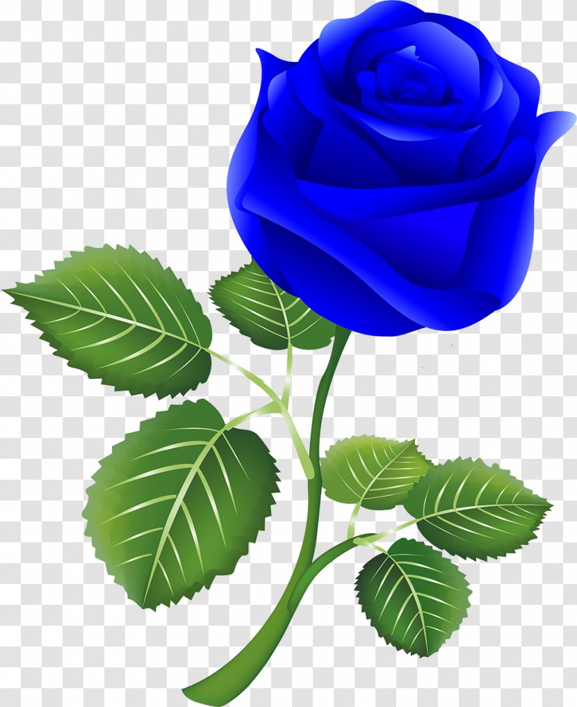 Blue Rose Garden Roses Centifolia Skin Exfoliation - Antiaging Cream - Seed Plant Transparent PNG