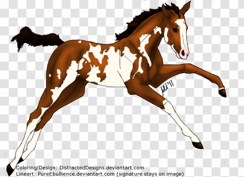 Mustang Pony Foal Mare Stallion - Overo - Chestnut Foals Transparent PNG
