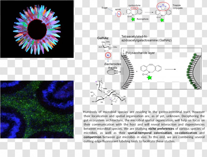 Graphic Design Eye Green Fluorescent Protein Brand Pattern - Cartoon Transparent PNG