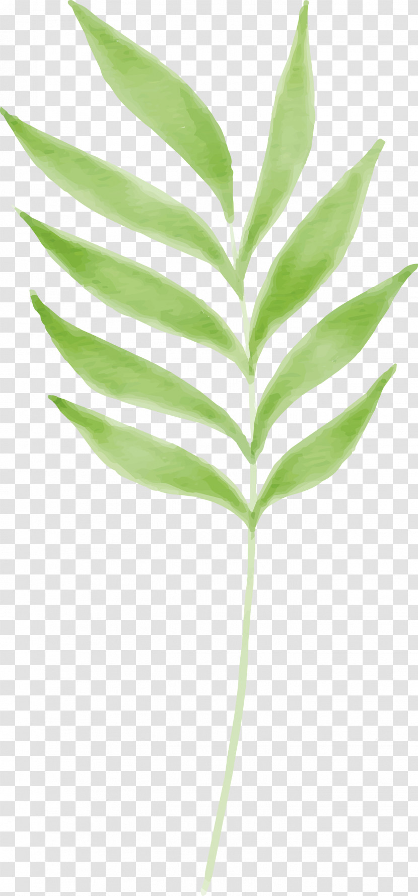 Leaf Plant Stem Grasses Tree Branching Transparent PNG