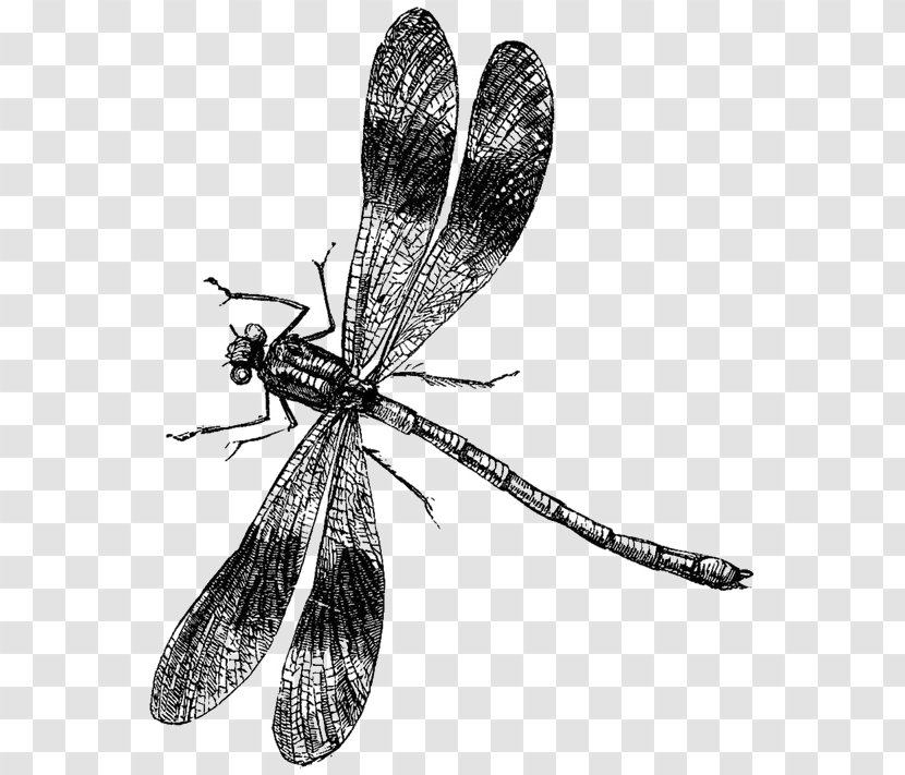 Dragonfly Drawing Clip Art Transparent PNG
