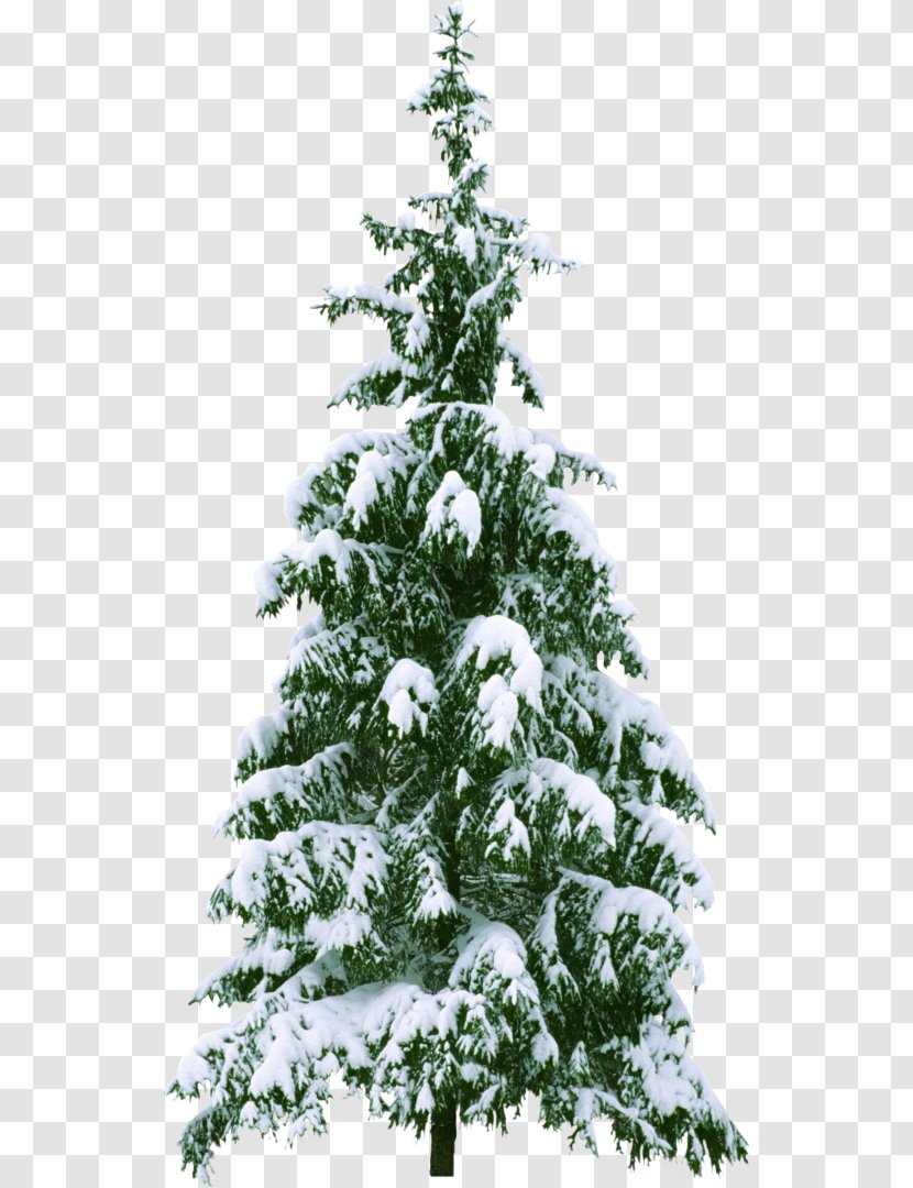 Christmas Tree Ornament - Conifer Transparent PNG