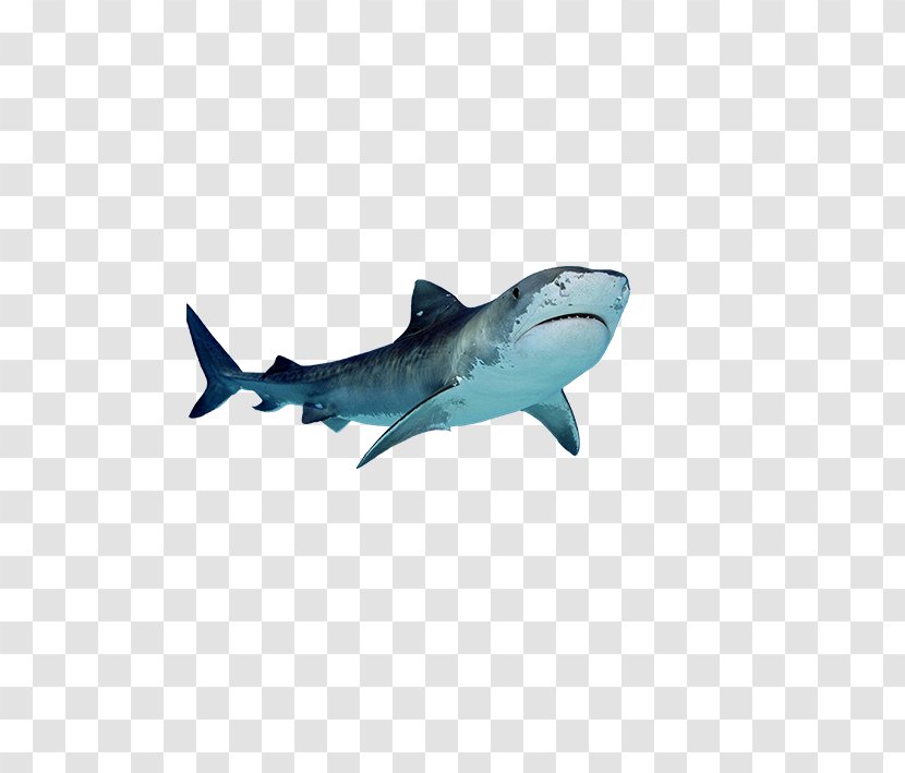 The Actors Green Room Casting Director Television - Fin - Real Shark Products Transparent PNG