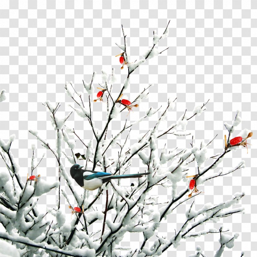 Twig Daxue Snow Winter - Free Creative Pull Twigs Snows Transparent PNG