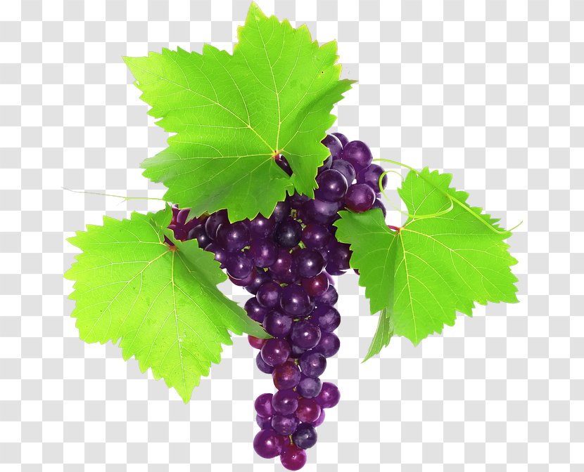 Common Grape Vine Clip Art Stock Photography Royalty-free - Zante Currant Transparent PNG