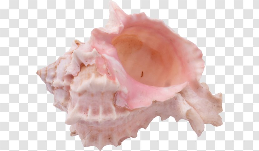 Seashell Mollusc Shell Snail - Flower - Pink Transparent PNG