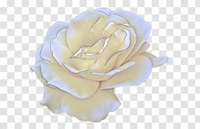 Garden Roses - Yellow - Plant Pink Transparent PNG