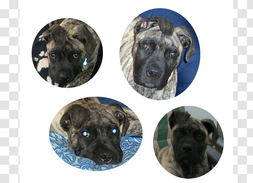 Black Mouth Cur Dog Breed Puppy Ear Snout - Group Transparent PNG