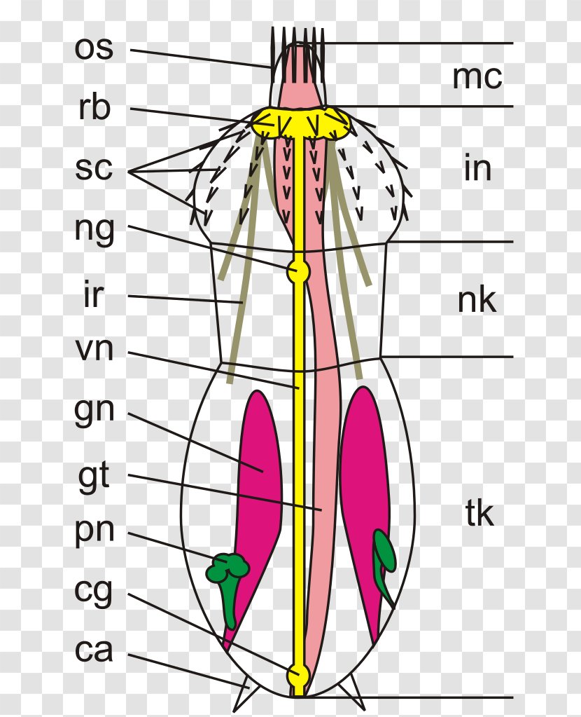 Kinorhyncha Priapulida Animal Roundworms Anatomy - Cartoon - Biologie Transparent PNG