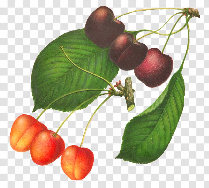 Botanical Illustration Cherry Drawing - Fruit Transparent PNG