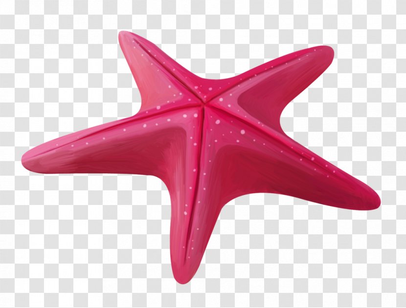 Starfish Ochre Sea Star Image Echinoderm Transparent PNG
