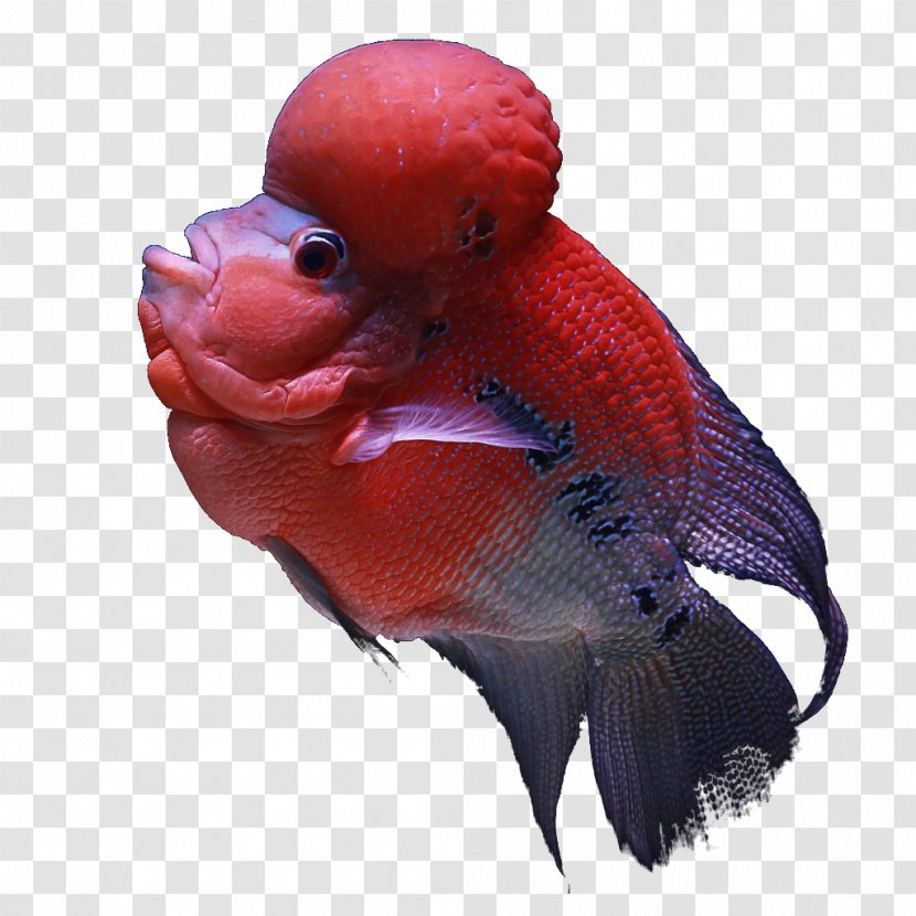 Koi Aquarium Fish India Tropical - Beak Transparent PNG