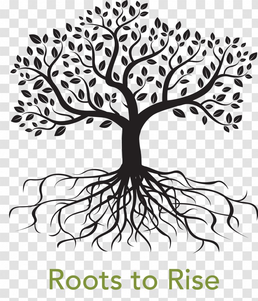 Root Tree Drawing Royalty-free - Artwork Transparent PNG