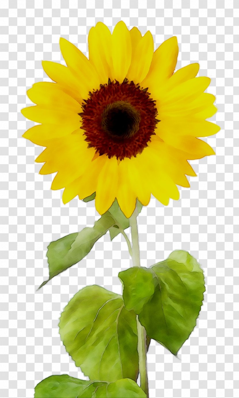 Sunflower Stock Photography Royalty-free Design - Petal - Royaltyfree Transparent PNG