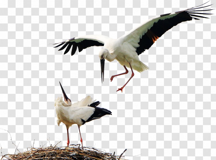 Bird White Stork Icon - Birds Animals Transparent PNG