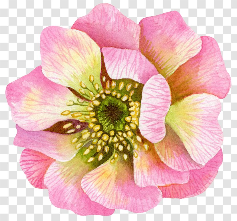 Flower Petal Clip Art Image - Plant - Pincushion Photograph Transparent PNG