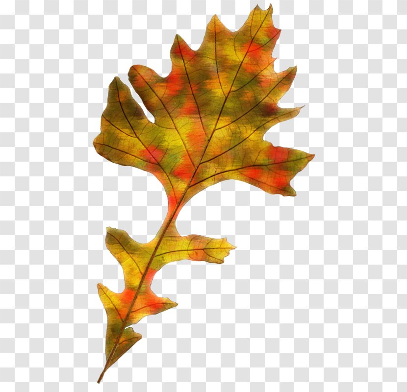 Maple Leaf Autumn Color - Tree Transparent PNG