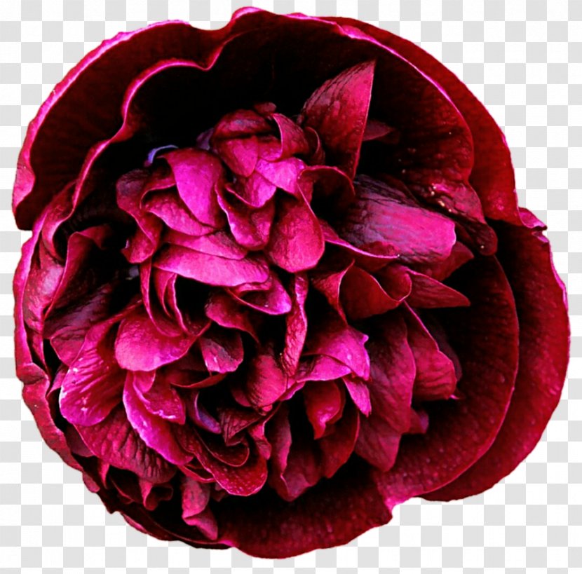 Garden Roses Tree Peony Stock Photography Clip Art - Centifolia - Daquan Transparent PNG