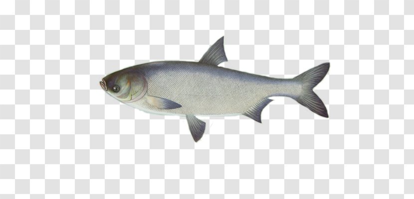 Silver Carp Common Bighead Fish Angling - Squaliformes Transparent PNG