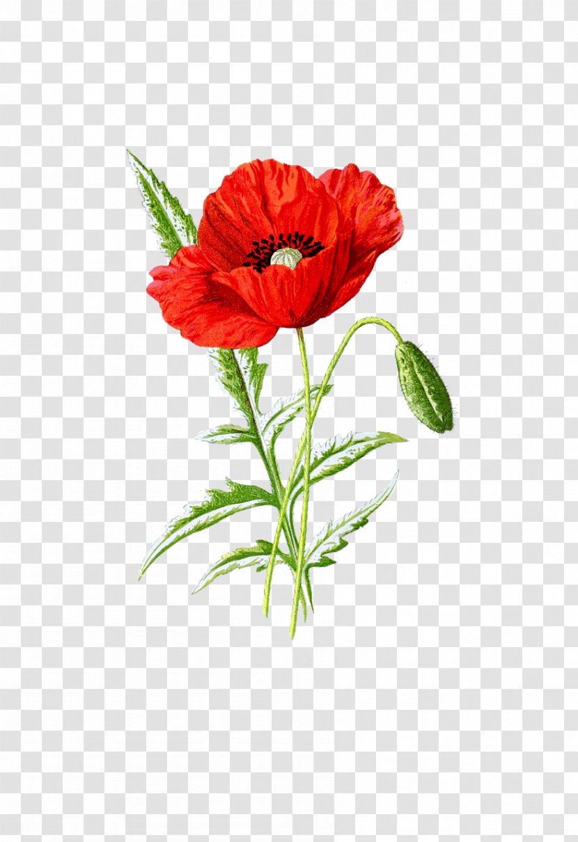 Poppy Seed Supreme Common - Coquelicot Transparent PNG