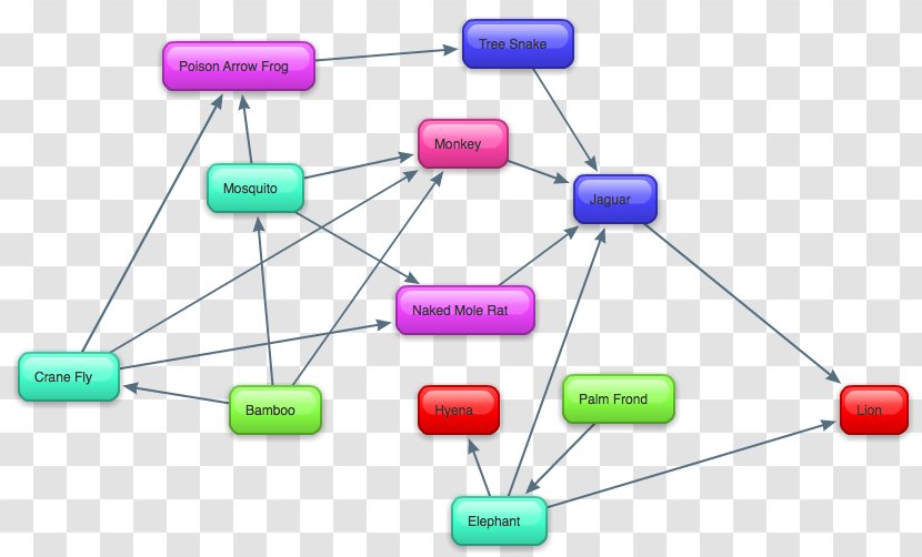 Tropical Africa Food Web Chain Rainforest - Rain Forest Transparent PNG