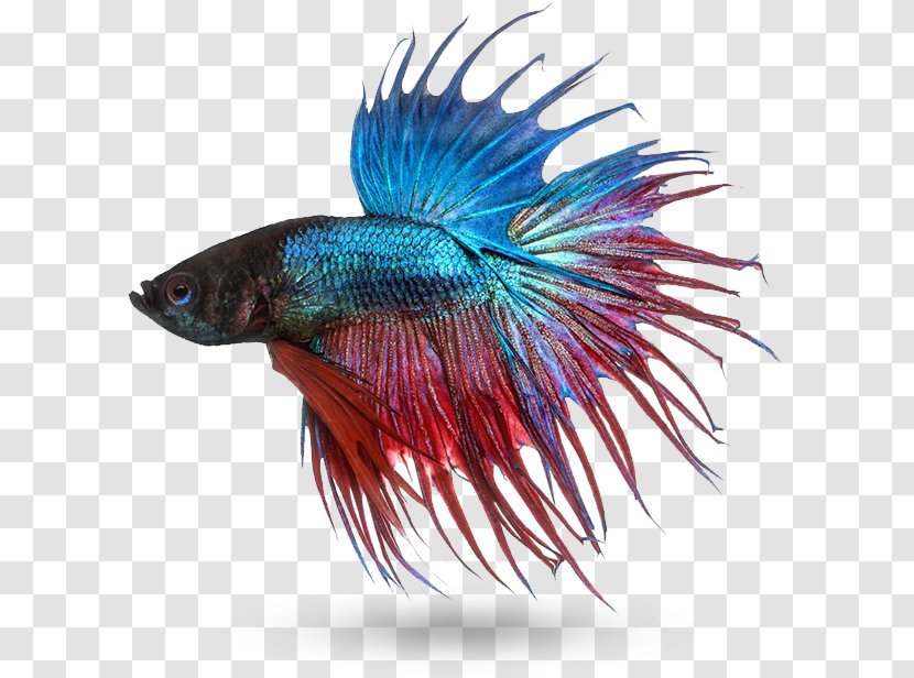 Siamese Fighting Fish Mekong Stock Photography Fin Transparent PNG