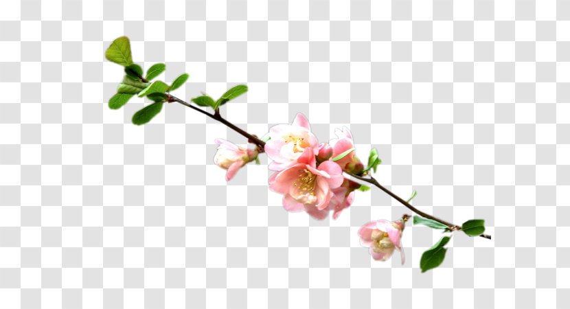 Blog Animation .de - Petal - Flower Transparent PNG