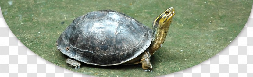 Common Snapping Turtle European Pond Tortoise Yellow-headed Temple Transparent PNG