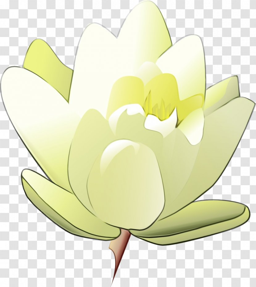 Lily Flower Cartoon - Yellow - Magnolia Family Transparent PNG