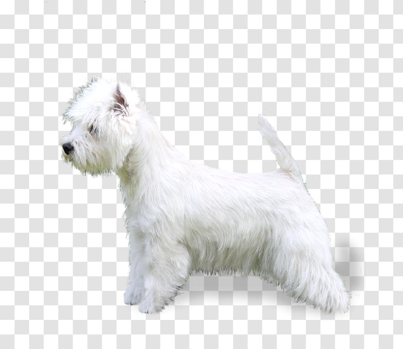 Glen Of Imaal Terrier West Highland White Scottish Miniature Schnauzer Bolognese Dog - Race Transparent PNG