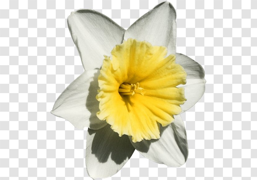 The Daffodil Principle Flowers & Trees - Plant - Flower Transparent PNG