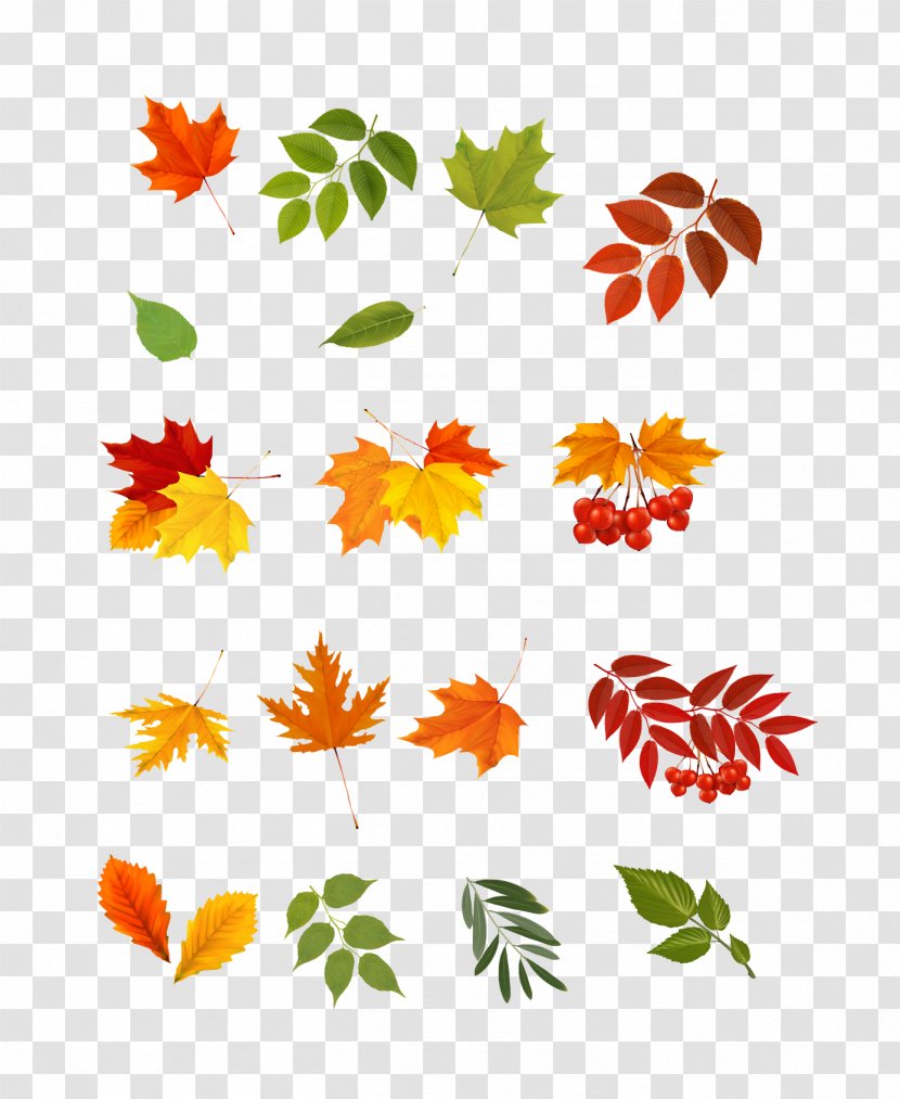 Leaf Photography Clip Art - Flowering Plant - Creative Autumn Leaves Transparent PNG