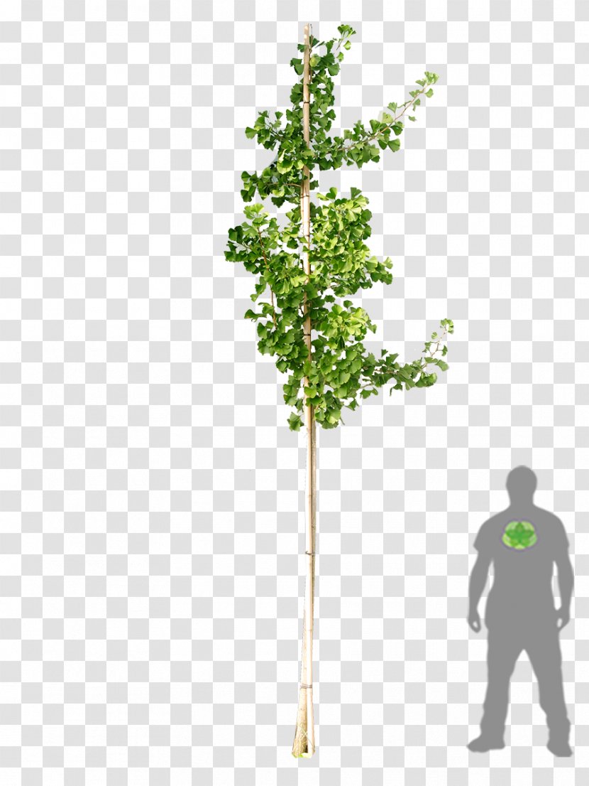 Tree Ginkgo Biloba Woody Plant Shrub - Maple Transparent PNG