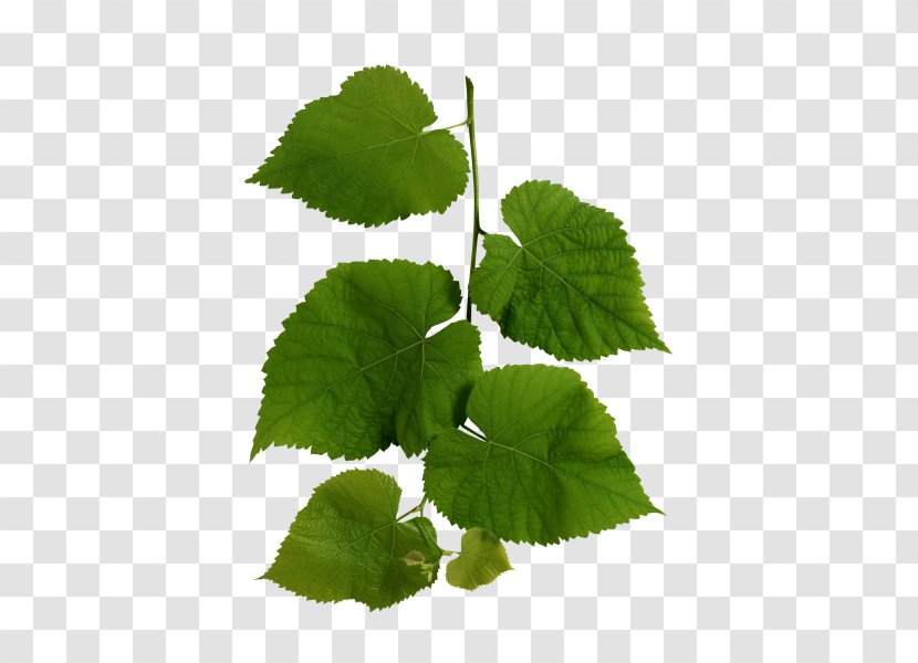 Wild Health Organism Kingdom Biology Animal - Herbalism - Green Leaves Image Transparent PNG