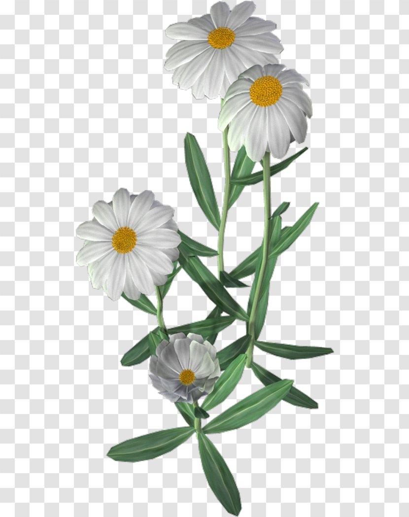 Common Daisy Oxeye Roman Chamomile Flower Transparent PNG