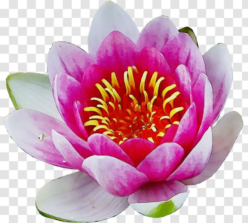 Nymphaea Nelumbo Peony Lotus-m - Flower - Sacred Lotus Transparent PNG
