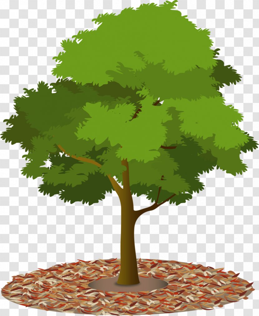 Tree Canopy Urban Forest Plant - Grass - Top Transparent PNG