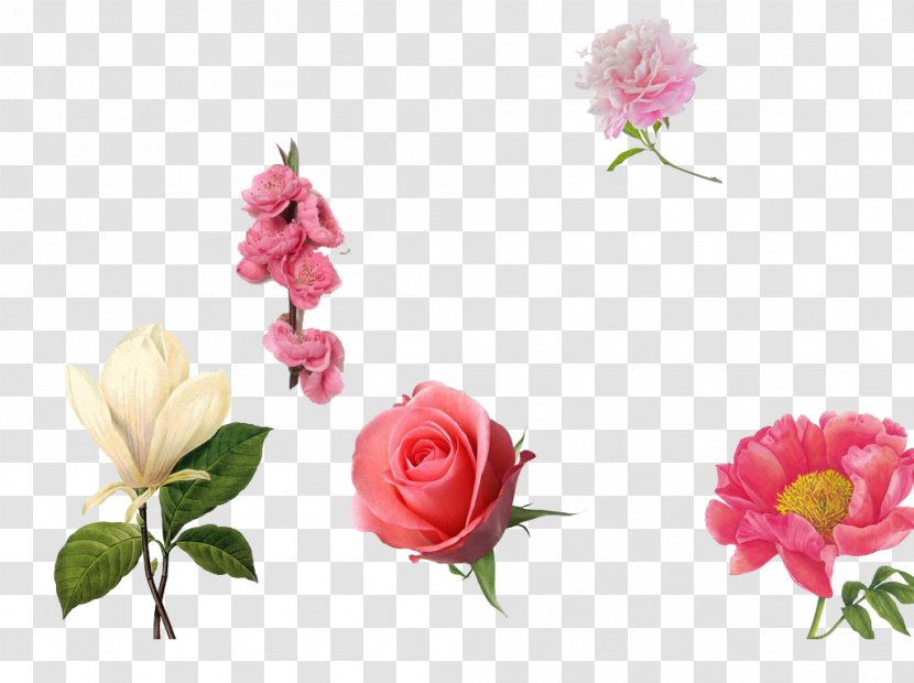 Garden Roses Centifolia Pink - Flower Arranging - Red Rose Material Transparent PNG