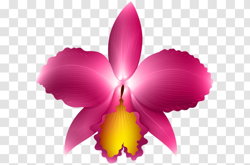 Cattleya Orchids Clip Art Transparent PNG