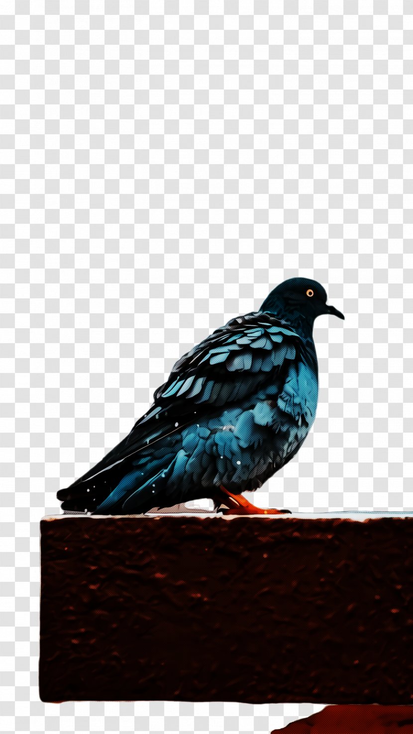 Dove Bird - Turquoise - Domestic Pigeon Transparent PNG