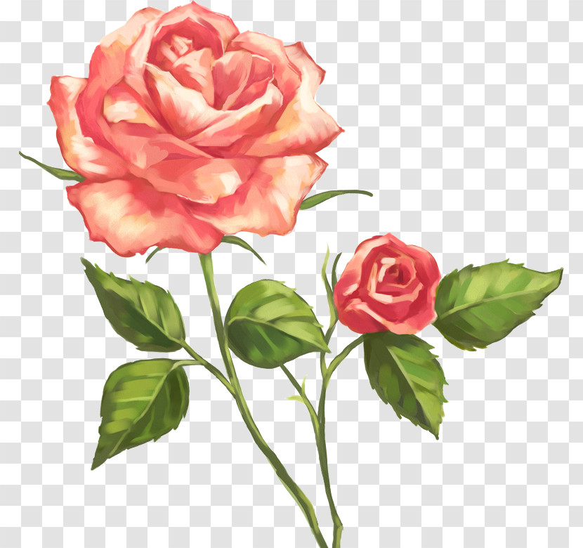 Garden Roses Transparent PNG