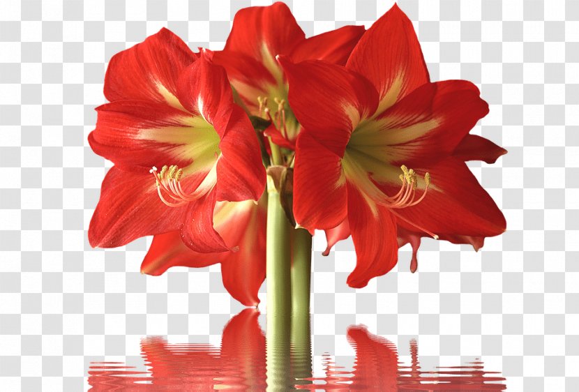 Amaryllis Cut Flowers Petal Lilium - Seed Plant - Flower Transparent PNG