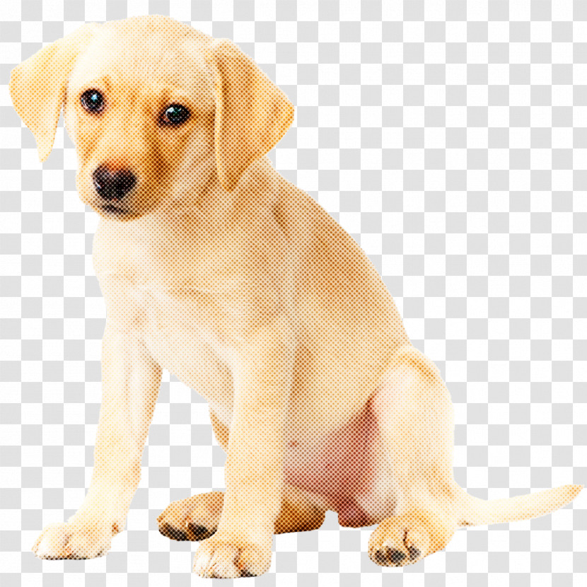 Dog Puppy Labrador Retriever Retriever Companion Dog Transparent PNG