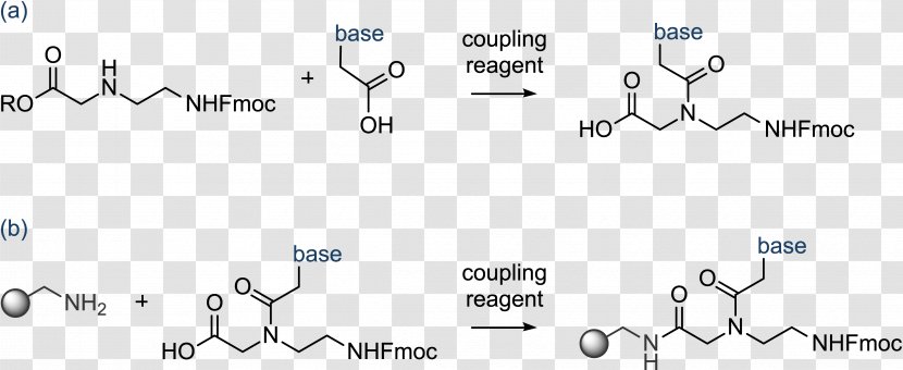 Peptide Nucleic Acid Chemical Synthesis Oligonucleotide RNA - Base - Total Transparent PNG