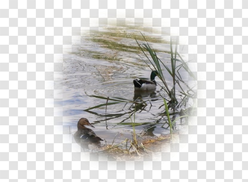 Duck Wren Bird Nest Fauna Transparent PNG