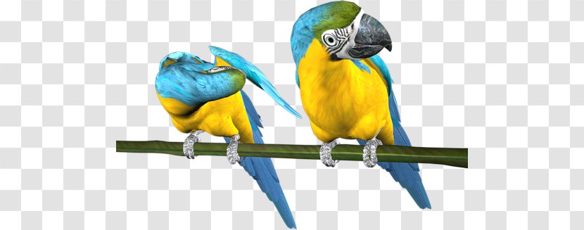 Budgerigar Parrot Bird Parakeet Macaw - Organism Transparent PNG