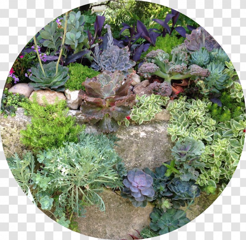 Garden Landscape Herb Vegetation Groundcover - Botanical Transparent PNG